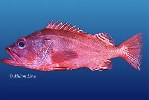 Image of Sebastes melanostomus (Blackgill rockfish)