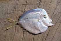 Image of Selene setapinnis (Atlantic moonfish)