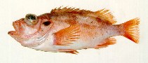 Image of Sebastes viviparus (Norway redfish)