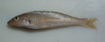 Image of Sillago bassensis (Southern school whiting)