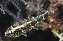 Image of Siphamia elongata (Elongate siphonfish)
