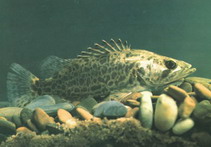 Image of Siniperca scherzeri (Leopard mandarin fish)