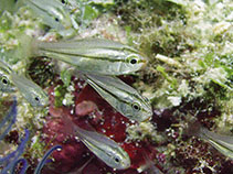 Image of Siphamia stenotes (Narrow-lined siphonfish)