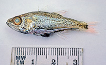 Image of Siphamia tubulata (Siphonfish)