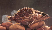 Image of Siniperca undulata 