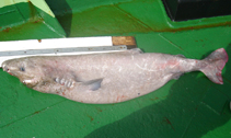 Image of Somniosus antarcticus (Southern sleeper shark)