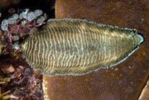 Image of Soleichthys heterorhinos (Black-tip sole)