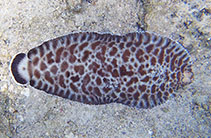 Image of Soleichthys tubiferus 