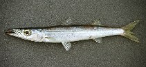 Image of Sphyraena acutipinnis (Sharpfin barracuda)
