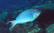 Image of Sparisoma amplum (Reef parrotfish)
