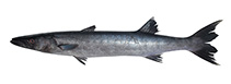 Image of Sphyraena arabiansis (Arabian barracuda)