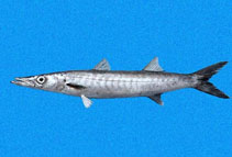 Image of Sphyraena ensis (Mexican barracuda)