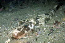 Image of Sphoeroides greeleyi (Green puffer)