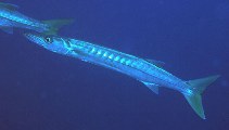 Image of Sphyraena jello (Pickhandle barracuda)