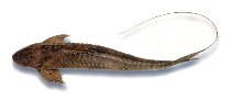 Image of Spatuloricaria lagoichthys 