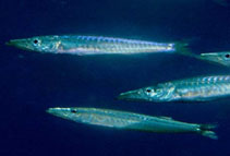 Image of Sphyraena lucasana (Lucas barracuda)
