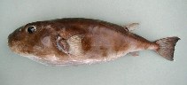 Image of Sphoeroides pachygaster (Blunthead puffer)