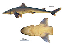 Image of Squalus albicaudus (Brazilian whitetail dogfish)