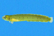 Image of Stathmonotus lugubris (Mexican worm blenny)