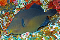 Image of Sufflamen verres (Orangeside triggerfish)