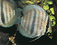 Image of Symphysodon discus (Red discus)