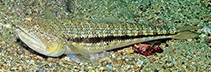 Image of Synodus nigrotaeniatus (Blackstripe lizardfish)