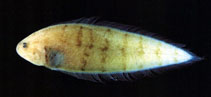 Image of Symphurus novemfasciatus 