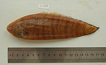 Image of Symphurus oculellus 