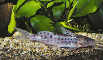Image of Synodontis pulcher 