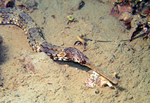 Image of Syngnathus tenuirostris (Narrow-snouted pipefish)
