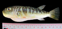 Image of Takifugu oblongus (Lattice blaasop)