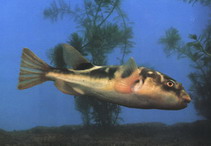 Image of Takifugu obscurus (Obscure pufferfish)