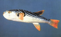 Image of Takifugu xanthopterus (Yellowfin pufferfish)