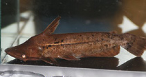 Image of Tetranematichthys wallacei 