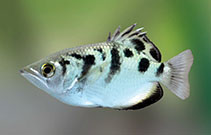 Image of Toxotes chatareus (Spotted archerfish)