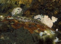 Image of Tomicodon fasciatus (Barred clingfish)