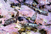 Image of Tomicodon myersi (Blackstripe clingfish)