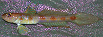 Image of Tomiyamichthys reticulatus (Reticulated shrimpgoby)