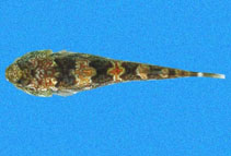 Image of Tomicodon zebra (Zebra clingfish)