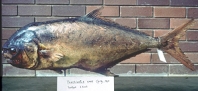 Image of Trachinotus anak (Oyster pompano)