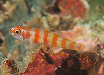 Image of Trimma cana (Candy-cane pygmy goby)