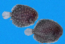 Image of Trinectes fimbriatus (Fringed sole)