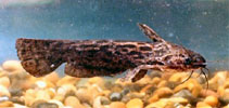 Image of Trachelyopterus fisheri (Driftwood catfish)
