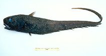 Image of Trachonurus gagates (Velvet whiptail)