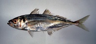 Image of Trachurus japonicus (Japanese jack mackerel)