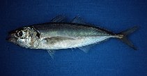 Image of Trachurus murphyi (Chilean jack mackerel)