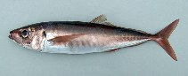 Image of Trachurus picturatus (Blue jack mackerel)