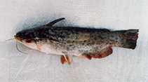 Image of Trachelyopterus striatulus (Singing catfish)