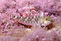 Image of Tripterygion tartessicum 