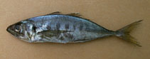 Image of Trachurus trecae (Cunene horse mackerel)
